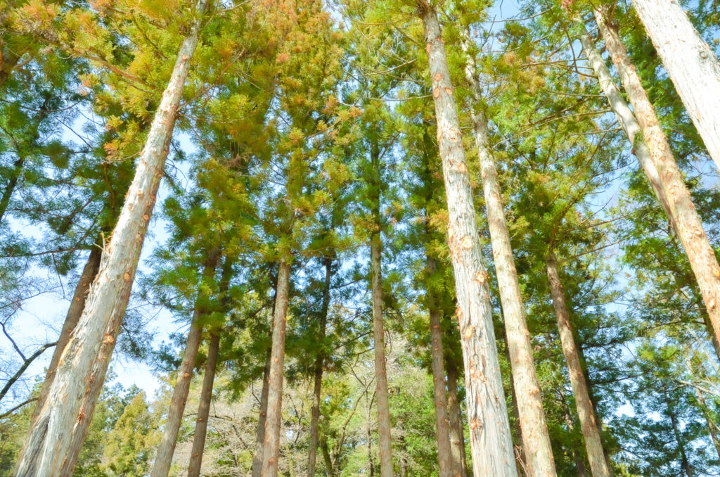 割り箸は森林破壊するって嘘 本当 キグミノイエ 長野県東御市 伝統工法にこだわった木組みの家