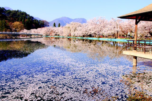 臥竜公園　桜