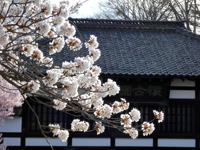 懐古園　桜