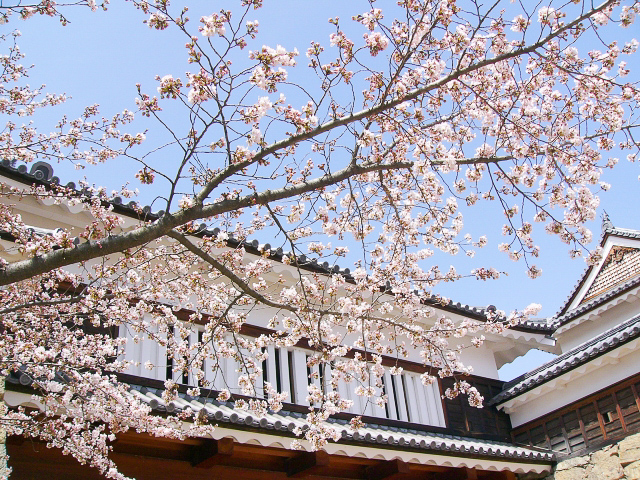 上田城　桜